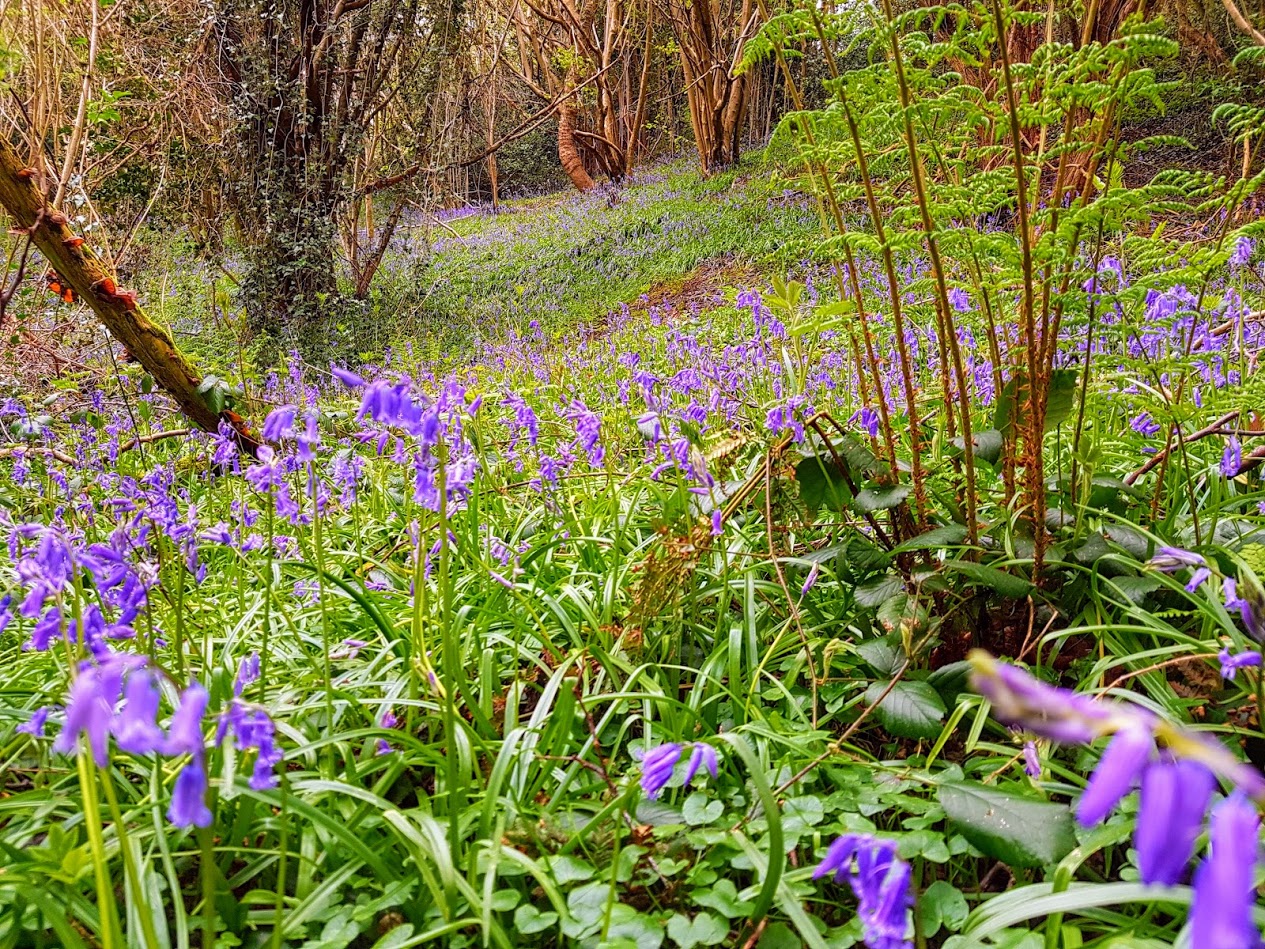 Friends of Hawne Park - Halesowen